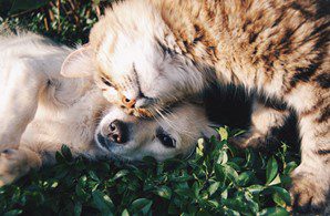animals