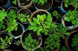reforestation